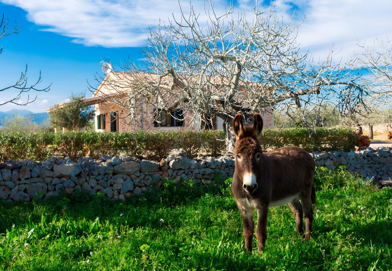 Особняк на Sineu - Son Rossignol 155 acogedora finca rústica con piscina privada, terraza, barbacoa y WiFi